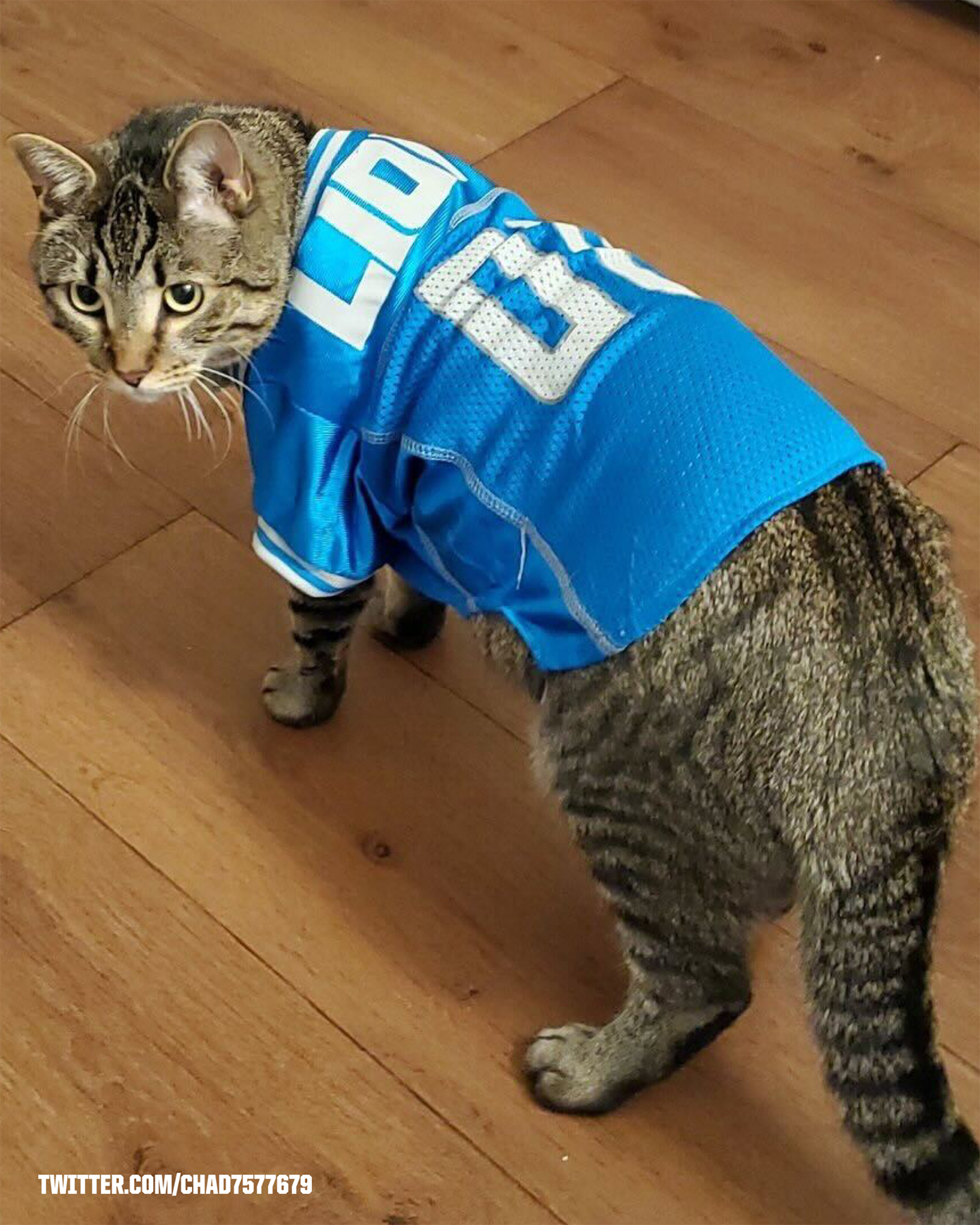 Detroit Lions on X: For National Cat Day, submit a photo of your cat in  their #Lions gear for the chance to win a @petsuppliesplus gift card. Enjoy  Cat-urday!  / X