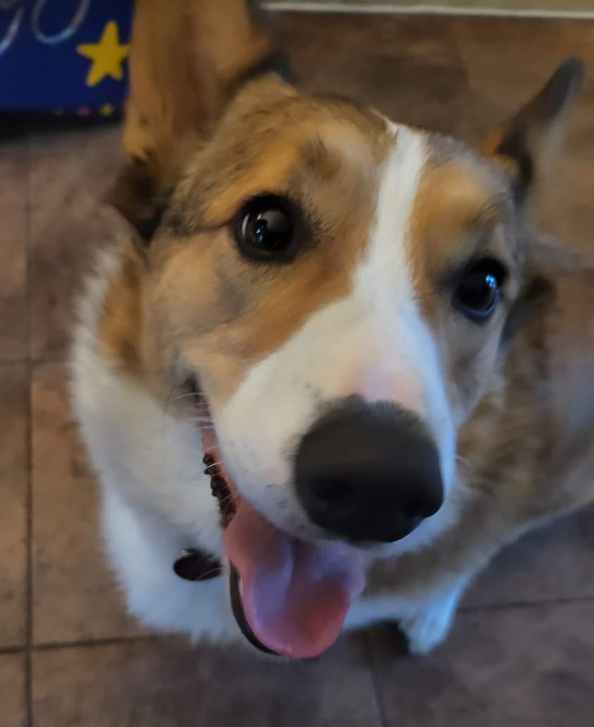 CorgiDuncan's tweet image. I&apos;m happy it&apos;s my Papa&apos;s birthday, but I&apos;m sad I can&apos;t have chocolate cake. #CorgiCrew #Corgi #dogsoftwitter #happypup