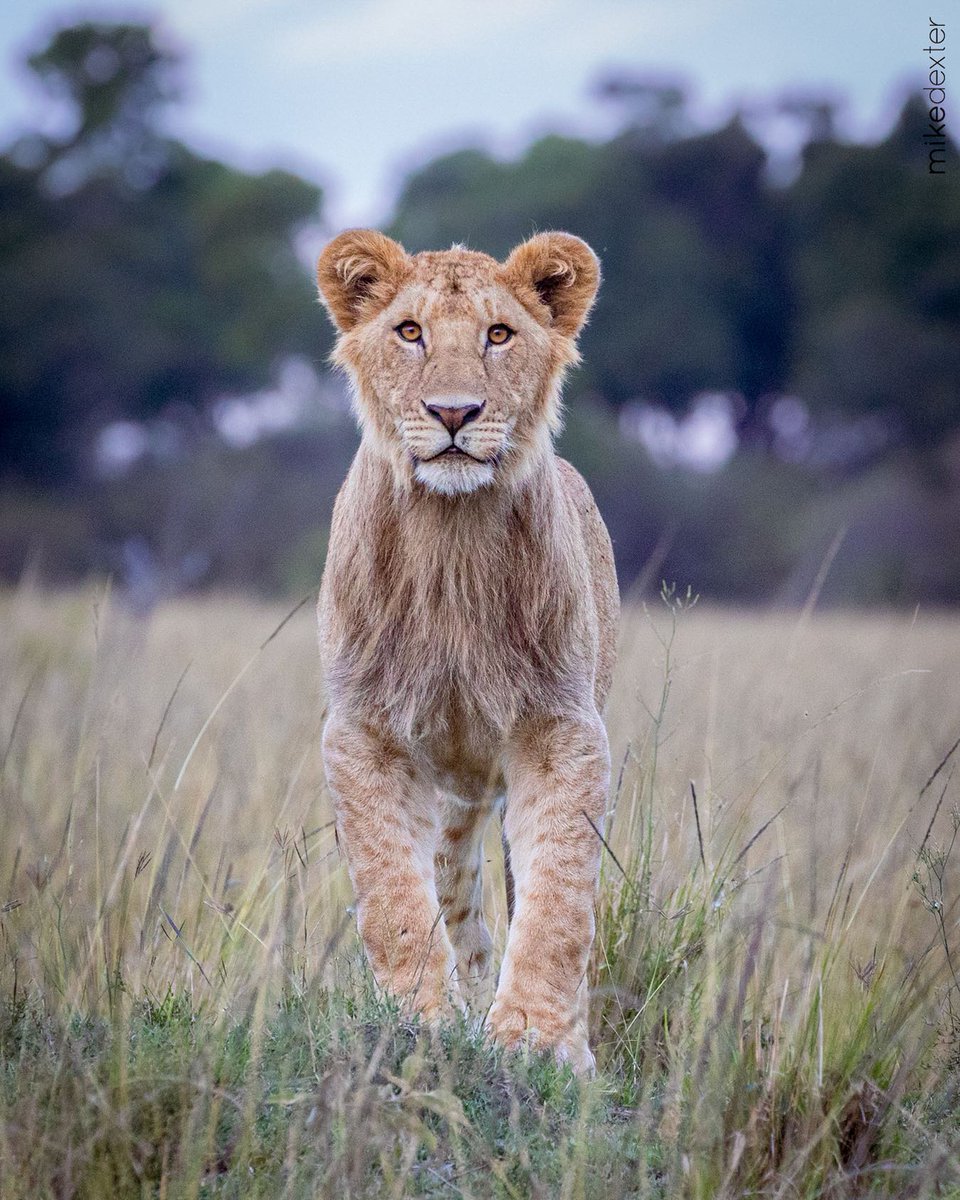 A young prince, not yet a king ❤️🦁 This gorgeous youngster is Logol's son and I truly hope he will one day be a gorgeous King like his dad was!! #MarshPride #LoveLions 📸mikedexterphotography IG