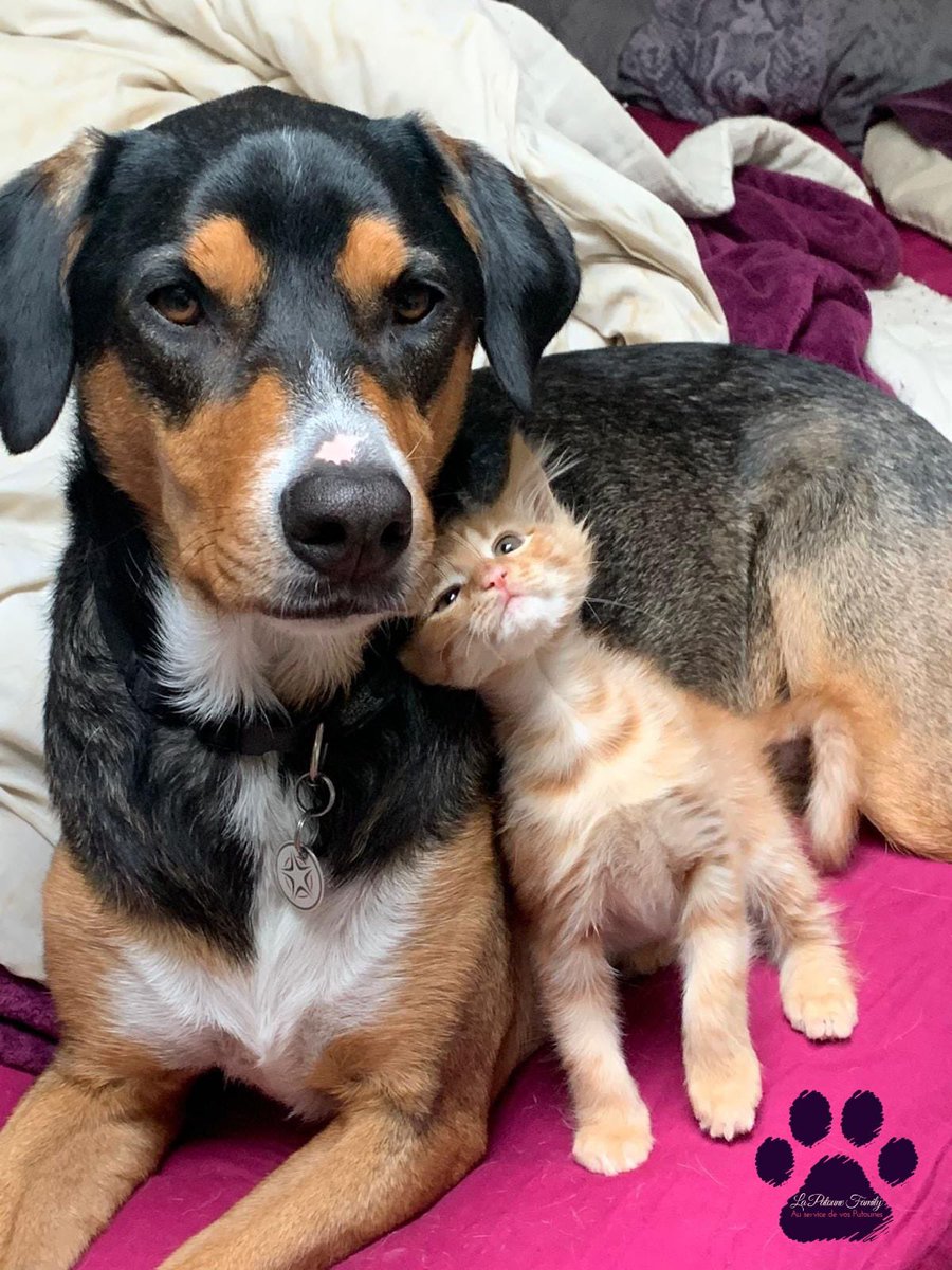 Lapatounefamily's tweet photo. 📣SONDAGE BOUTIQUE PHYSIQUE 📣
Si notre projet de boutique physique vous intéresse, pouvez-vous répondre à notre sondage qui prendra quelques minutes ⬇️
https://t.co/PfHCbayMIv
#boutique #acaced #aide #sondage #animaux #petsitter #projet #financement #boutiqueshopping https://t.co/w7CIljDVpC