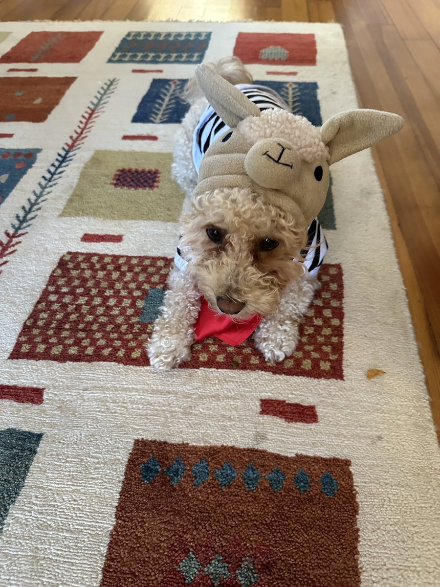 jill_kaplan's tweet photo. #NerdfArters okay I’m extremely late but hopefully the cuteness will excuse the tardiness: here is my French the Llama (his name is Momo) https://t.co/D8A6ZEN1PB