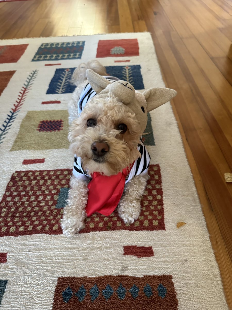 jill_kaplan's tweet photo. #NerdfArters okay I’m extremely late but hopefully the cuteness will excuse the tardiness: here is my French the Llama (his name is Momo) https://t.co/D8A6ZEN1PB