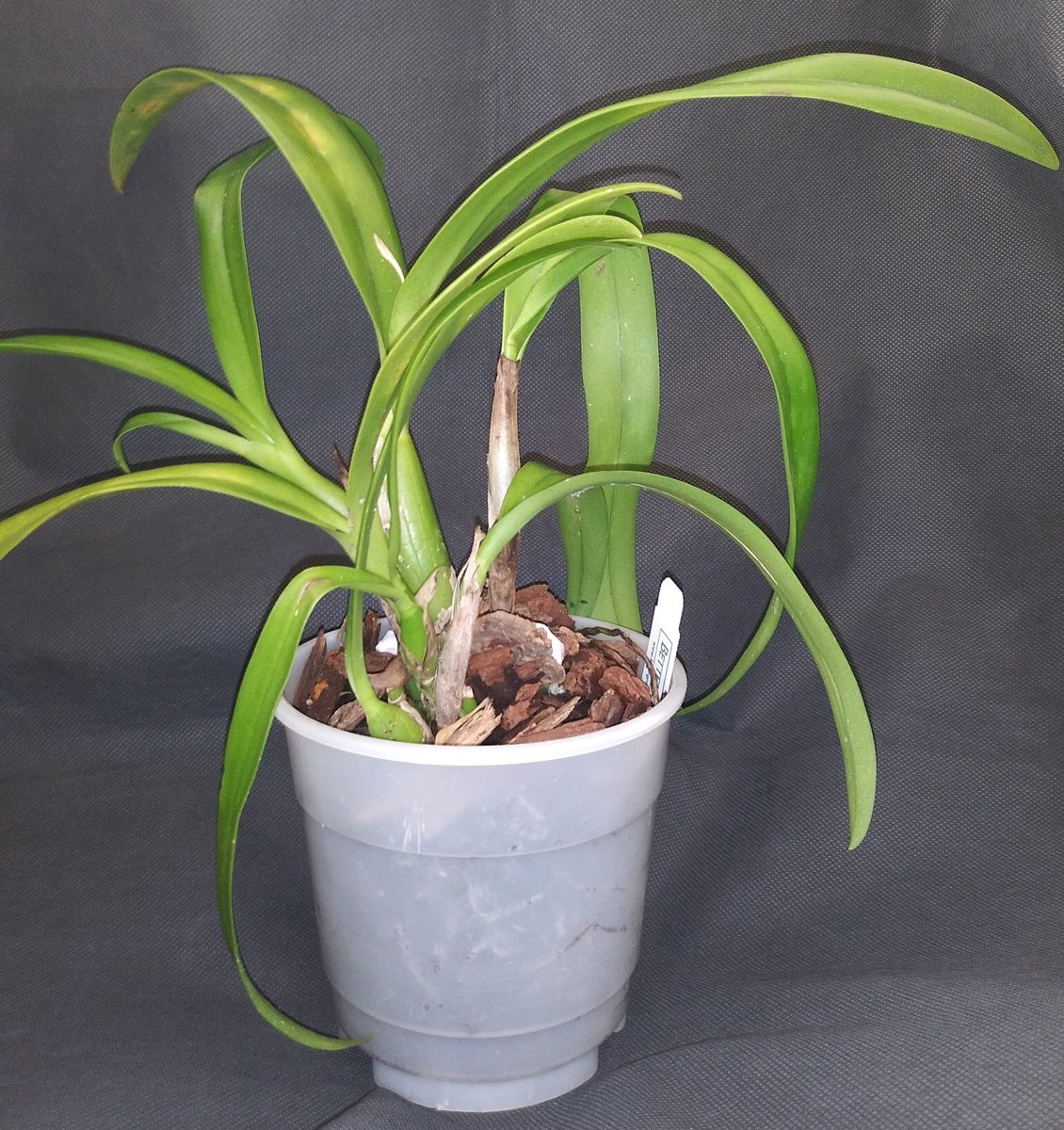 PetrovichBilly's tweet photo. most people would probs be really angry,with this,but I think it is f**k*ng funny๐my new #Orchid from @eBay is a @BetterGro #BagBaby๐คฃ https://t.co/AqQD8IvkWk