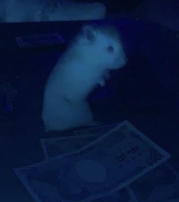 Hey mr white I turned into a fucking hamster bitch. I can store crystal meth in my fucking cheeks yo