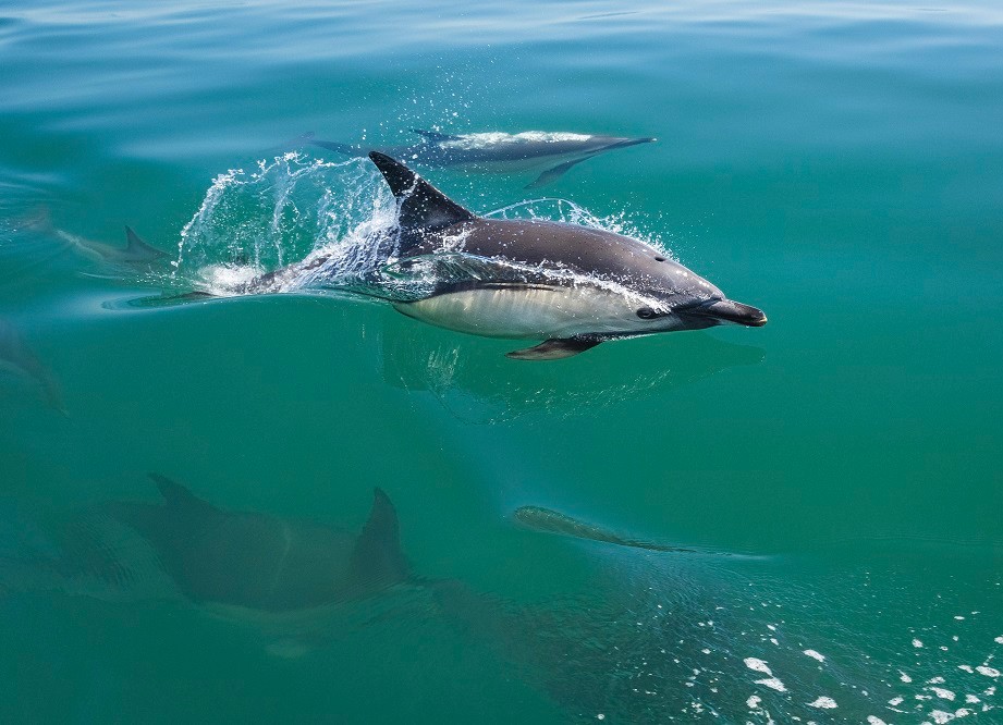 'Da ni'n 💚 dolffiniaid! 🐬 We 💚 dolphins! Here are some common dolphins off the coast of Pembrokeshire 😍 They are highly social and work together in groups to herd their prey into a ball! #Autumnwatch @BBCSpringwatch 📸 : Drew Buckley (rspb-images.com)