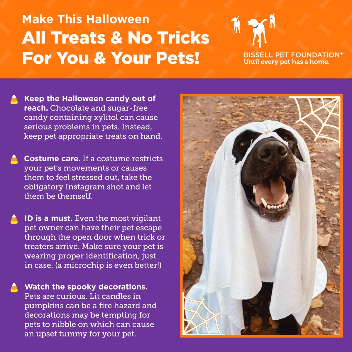 🎃 #Halloween2022 is almost here! Keep your pets safe this spooky season with these helpful tips from our friends <a href="/BISSELLPets/">BISSELL Pet Foundation 🐶🐱</a>.🎃