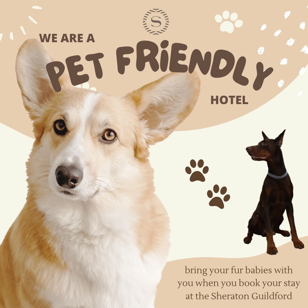 sheratongldfrd's tweet photo. That's right! We are Pet friendly! 🐶 🐱 

#sheratonguildford #pets #pet #petfriendly #dogs #cat #hotel #vancouver #surrey https://t.co/gT2WkKkky5