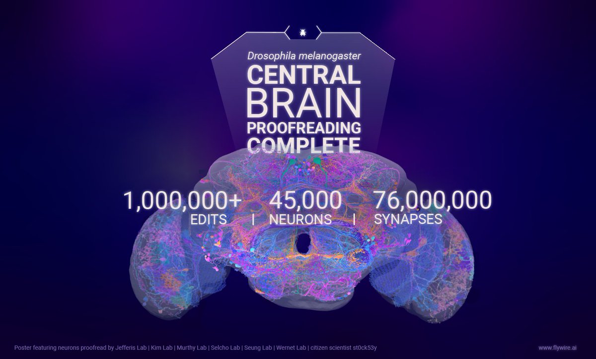 The fly central brain synthesizes sensory stimuli into decisions and actions. For the first time, ALL 46,944 branched and far-reaching neurons of both hemispheres of the central brain have been reconstructed and are available via FlyWire. join.flywire.ai