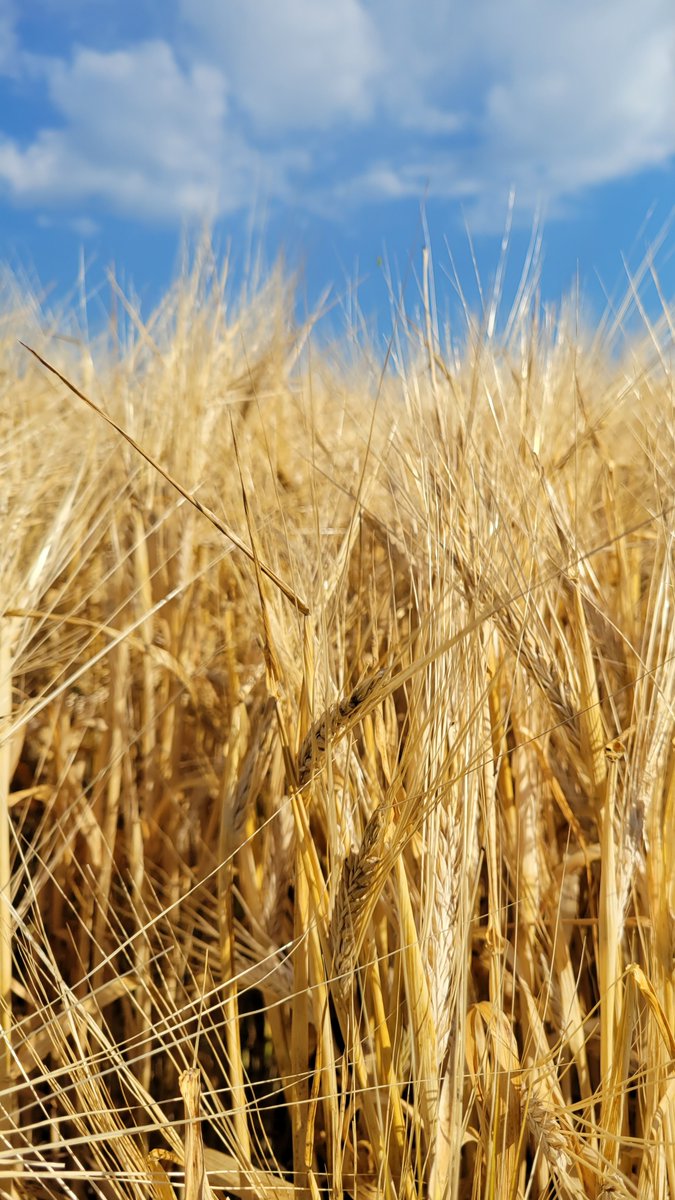 BarleyCanada's tweet photo. Thank you to the funders of the current #BarleyCluster!
@AAFC_Canada @AlbertaBarley @GrainFarmers @ProdGrainsQC @AtlanticGrain @SeCan @mb_cropalliance @SaskBarley @westerngrains #BMBRI #CFCRA #CdnAgPartnership https://t.co/dnhnEsiF6m