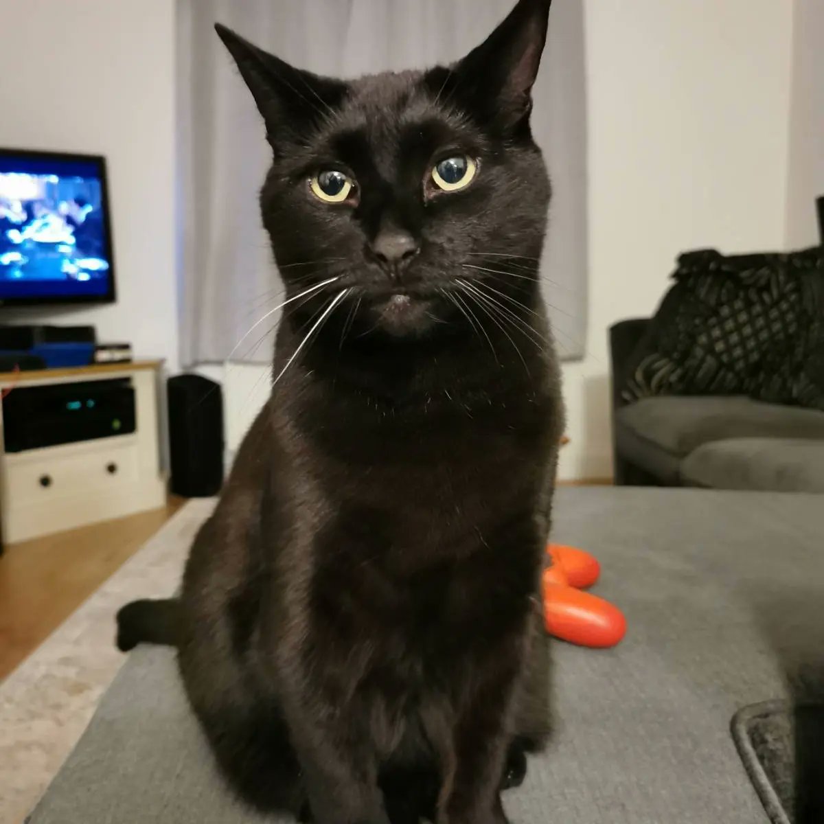 Happy National Black Cat Day!

Here's my beautiful little monster, Lilith 🐈‍⬛

#Nationalblackcatday
#Blackcatday