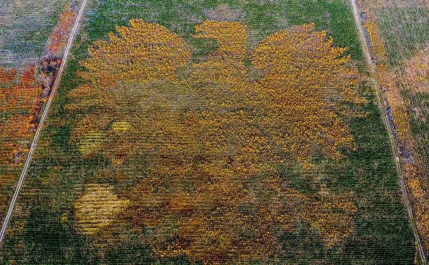 🤩 Ponad 100 tys drzew. Sosny, brzozy, modrzewie.
Nadleśnictwo Lipusz, które najbardziej ucierpiało podczas huraganu w 2017 r.
Fot. Przemysław Świderski