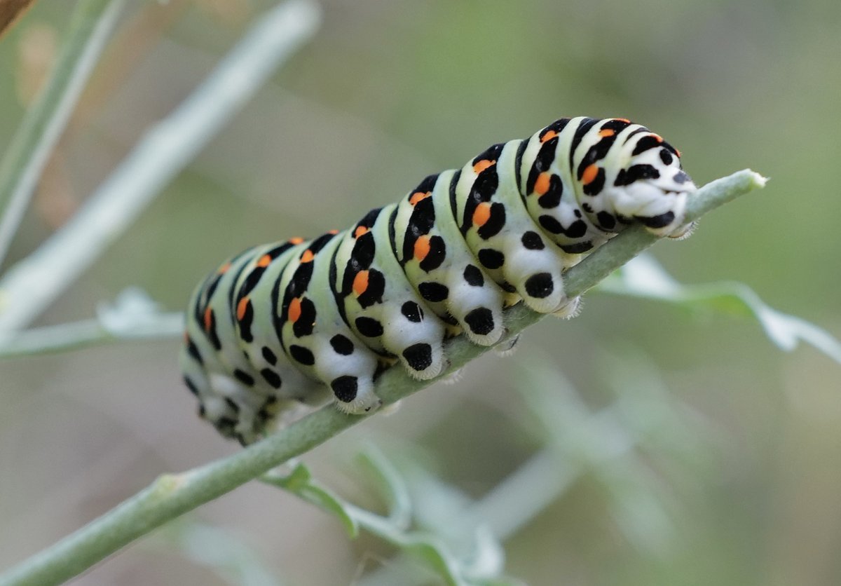 thierrygauquel1's tweet photo. #Chenille de #Machaon, papillon de jour et chenille de #Sphinx tête de mort, papillon de nuit, en Provence : laquelle est laquelle?
#Lepidoptères #papillons #imbe Institut Méditerranéen de la Biodiversité et d’Ecologie marine et continentale Aix-Marseille Université @OsuPytheas https://t.co/AKcKcHVRlw