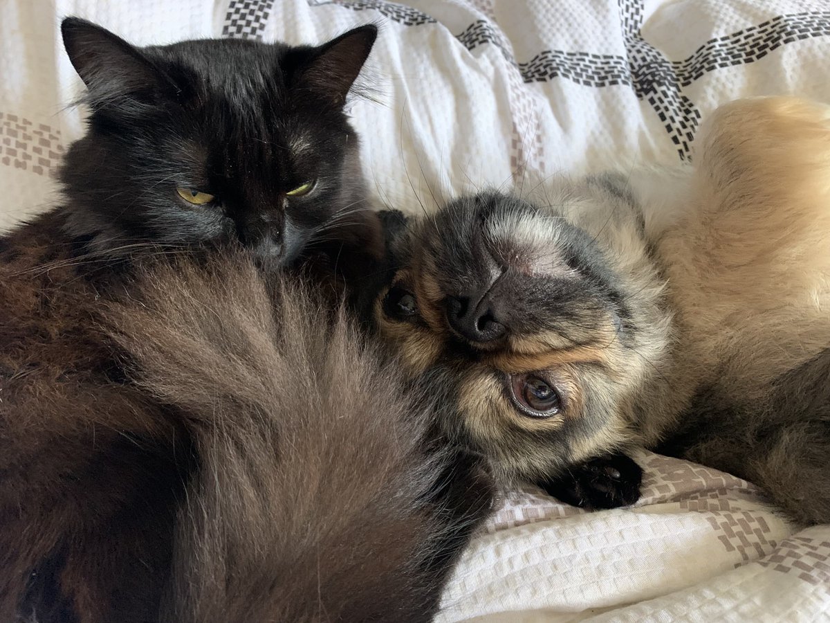 irina_rudenko's tweet photo. Ich habe eine #Katze namens Sonia und einen #Hund namens Nike #Deutsch https://t.co/ivr0z2VVId
