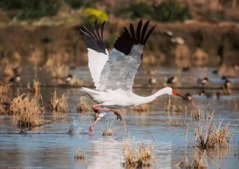 Omid, the last remaining individual of the western population of Siberian Crane reached his traditional wintering grounds in FereydounKenar wetlands in the north of Iran today, 27th Oct 2022. His 15th year alone. Image -Hamed Tizrooyan Per Birding Iran.
