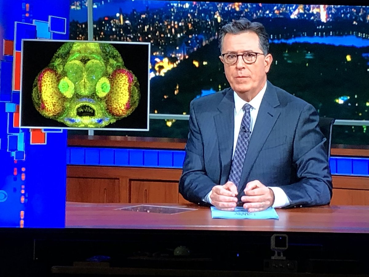 stanschwartz's tweet photo. Did y’all see the Meanwhile segment of @colbertlateshow last night?  He featured @NikonSmallWorld  #microscopy calendar contest 🦓 Zebrafish honorable mention winner from Brown Univ.  #OhNo https://t.co/h8zySE3wYs
