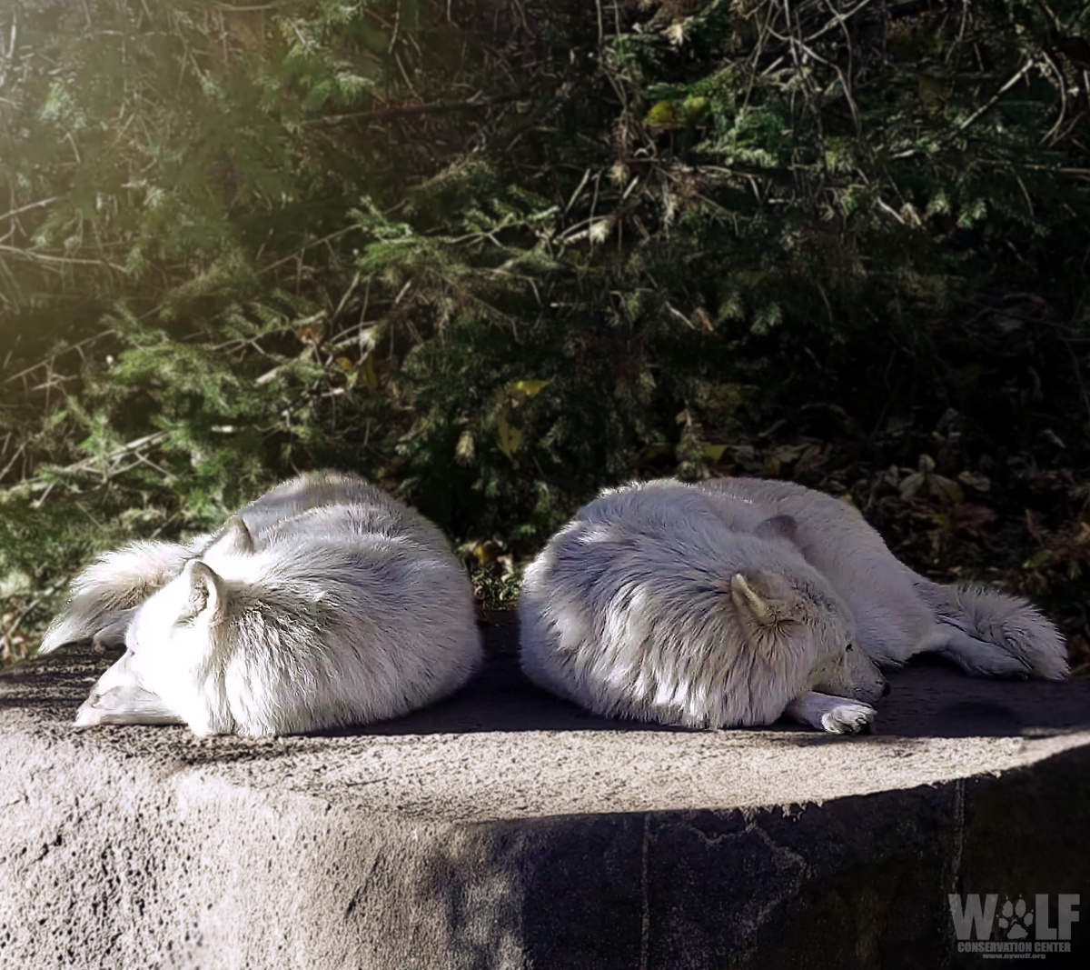 The best naps are shared with friends 🐺 Curl up with them now on #Twitch - twitch.tv/wolfconservati…