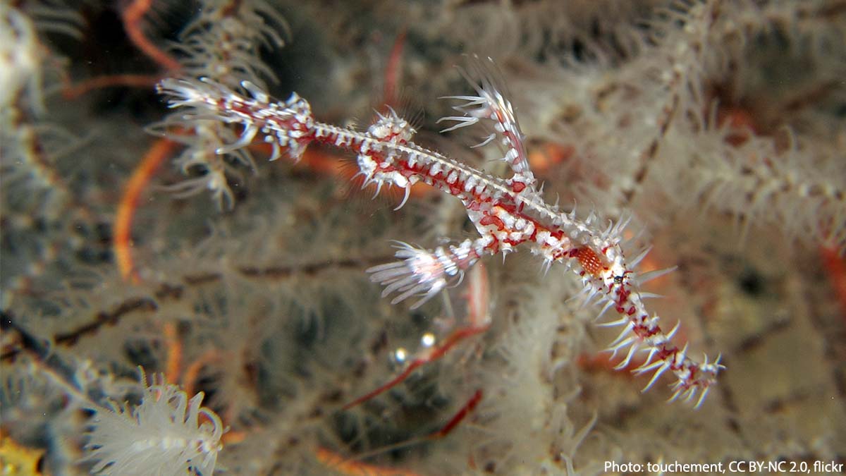 This “ghost” won’t sneak up on you—unless you happen to be a crustacean.👻 The ghost pipefish lurks around coral reefs & seaweed beds, munching on small organisms like mysids (small crustaceans) & small benthic shrimp. It inhabits the tropical waters of the Indo-Pacific.