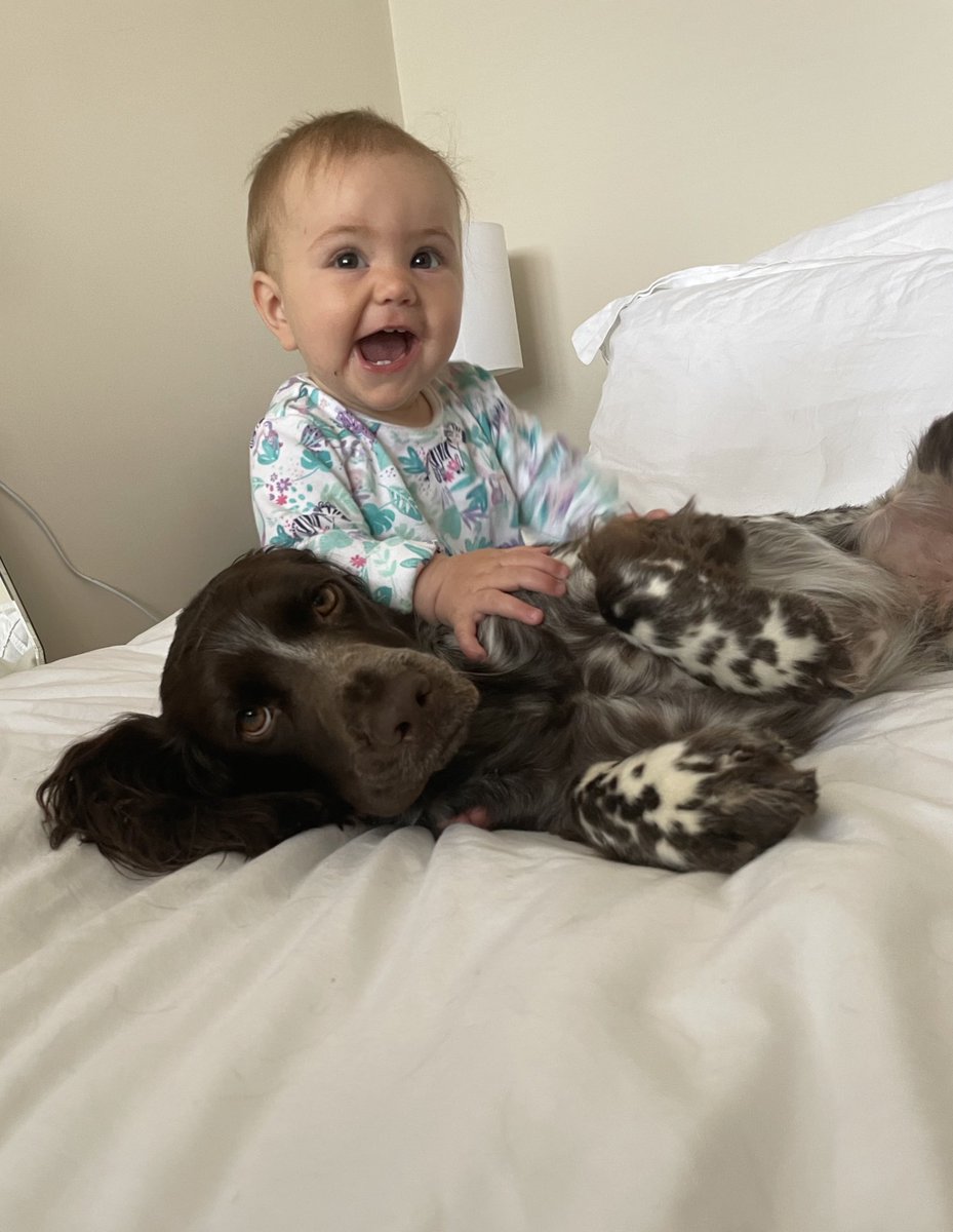 We’re 3 months on and a video of a spaniel has just come up on my tiktok and now I’m uncontrollably sobbing over Moose. 
I miss him so much