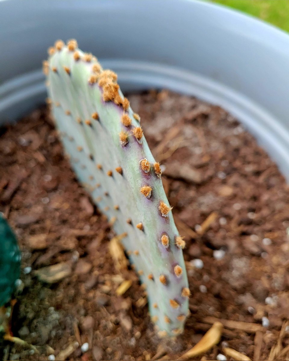 zeldasuccs's tweet photo. A little about me... ๐ชด๐ต๐
#cacti #cactus #gardening #plantmom #succulents #plants #goodvibes #vibez #succulent #succulover #succulentlove #Zelda #ZeldaSuccs #aloevera #aloe #crystals #crystallove #plantloversofinstagram #plantlover #plantlove #GetSuccy #SuccItUp #vibin #vibes https://t.co/ri56DxVUfh