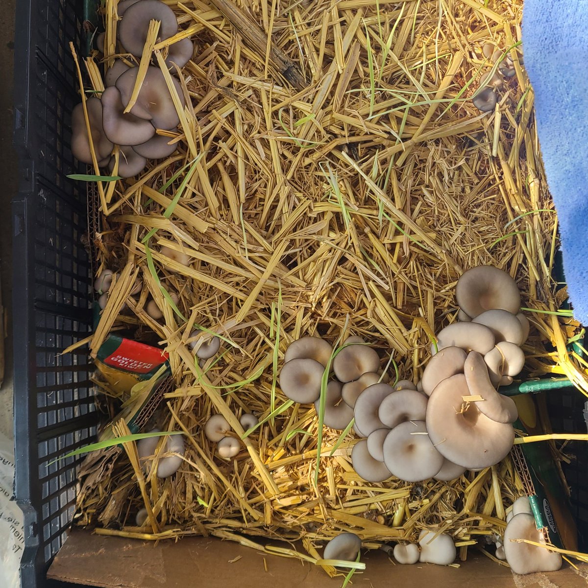 This was the BEST kubecon/sigstorecon I've ever been to because I got to meet really awesome people! While I was gone, these popped up on the patio!