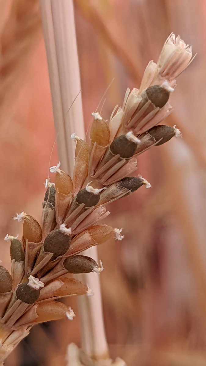 DrHikov's tweet photo. Barley double crosses in our speed breeding facility

Beautiful segregation for seed colour as a result of 4 landrace parents coming together, selected using our AI-guided crossing methodology 

Thanks to the mad crossing skills of Dilani Jambuthenne https://t.co/JakurvQIb8