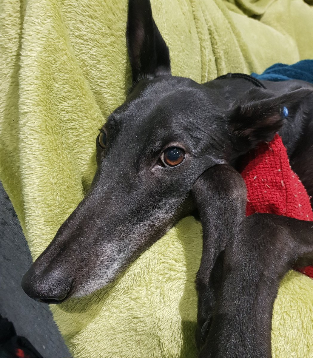 LouiseFinn8's tweet image. Greyhounds are the best ! Do not require long walks, total sofa surfers and great especially with children. Our Whisky came from Whittingham Kennels, if anyone can help them pls do. #adoptdontshop #PetsNOTBets #sofasurfers 💙