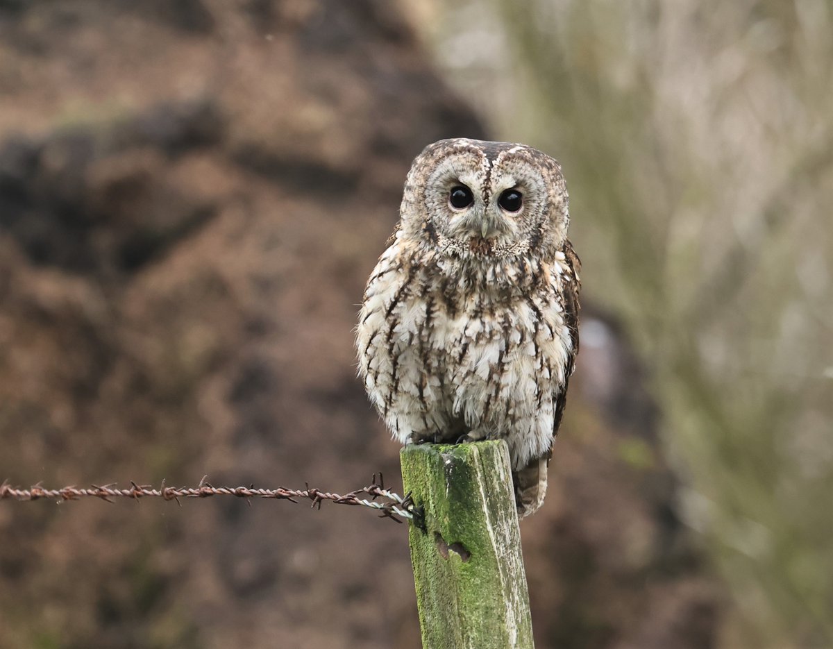 I was sitting in the wet grass waiting for Barn owl up on the Durham moors this evening heard the blackbirds going mad i turned round and this stunning Tawny owl was staring straight at me #canonr7 <a href="/WildlifeMag/">BBC Wildlife</a>  <a href="/bbc_autumnwatch/">BBC Autumnwatch</a> <a href="/NatureUK/">NatureUK</a>