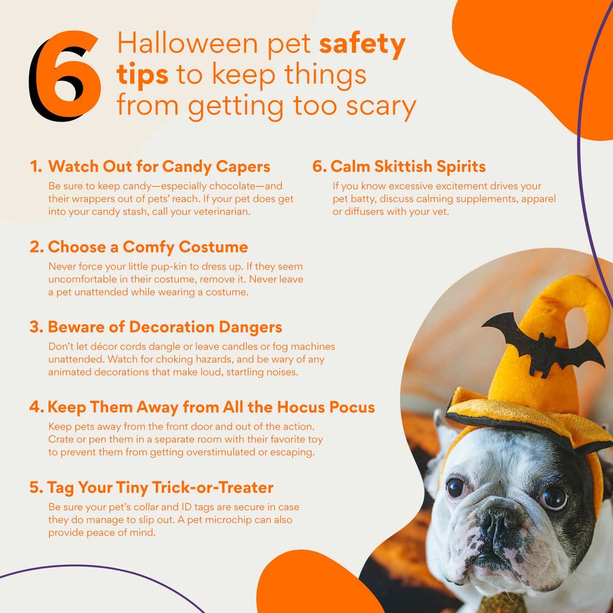 AntonKalafati's tweet photo. Dressing up your pet for some #Halloween festivities? Just be sure to keep them safe! 🐶👻 #petcare #petcaretips #halloweensafety https://t.co/R32sM5Sn9q