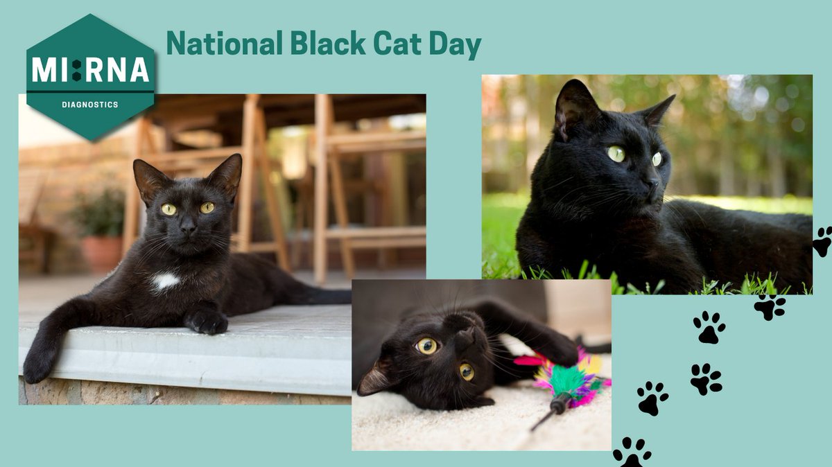 MIRNA_Diag's tweet photo. Cats Protection organised the first Black Cat Day in 2011 to celebrate the beauty of black cats and raise awareness of their plights.  

MI:RNA Diagnostics have created a revolutionary new test for early detection of heart disease.

You can find out more https://t.co/XpaFWx9wt3 https://t.co/uFpLTUlo9K