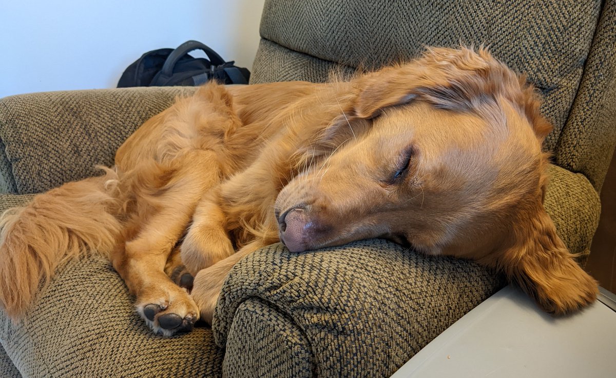 WFH office mate.
