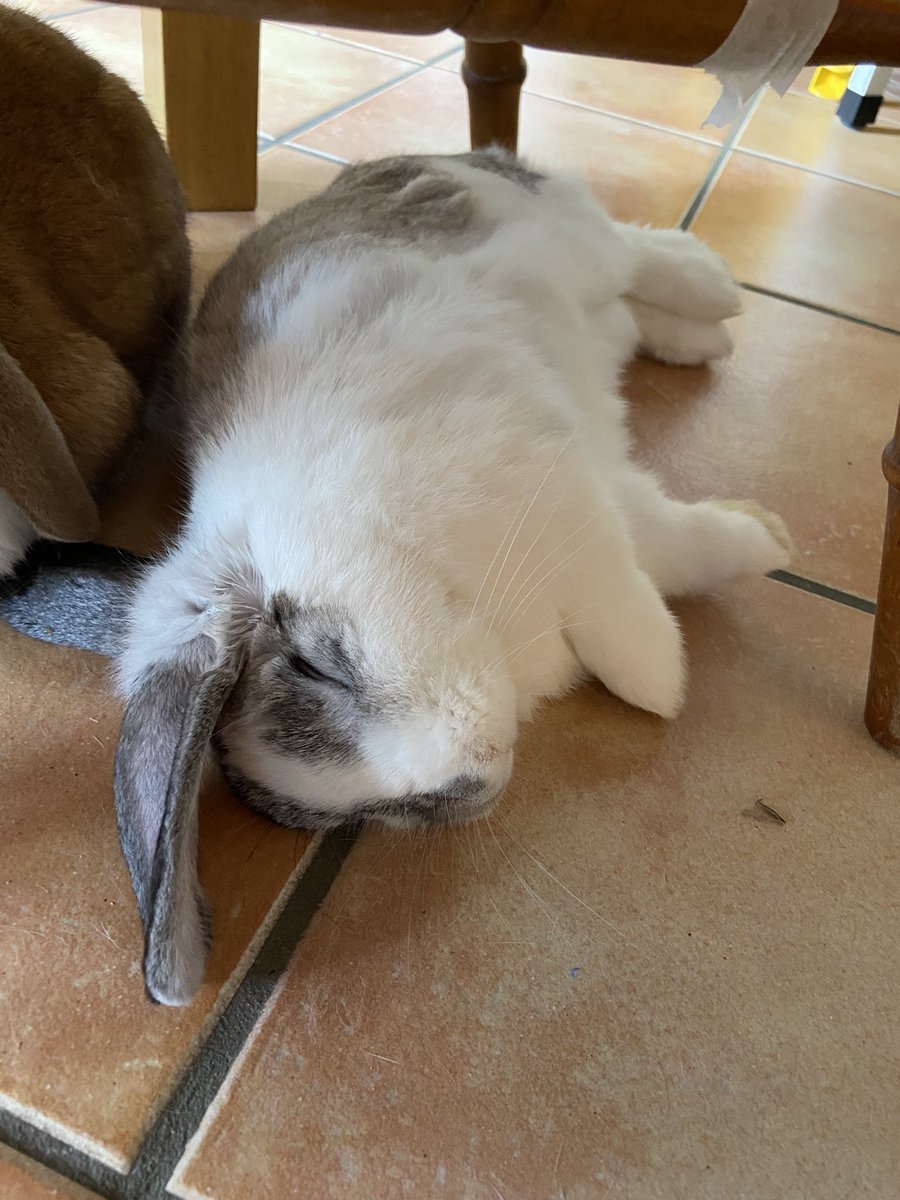 willandwinnie's tweet photo. aslep
~
~
#Pets #animals #smallanimal #rabbit #bunny #petrabbit #petbunny #cute https://t.co/RC7XTGGkTp