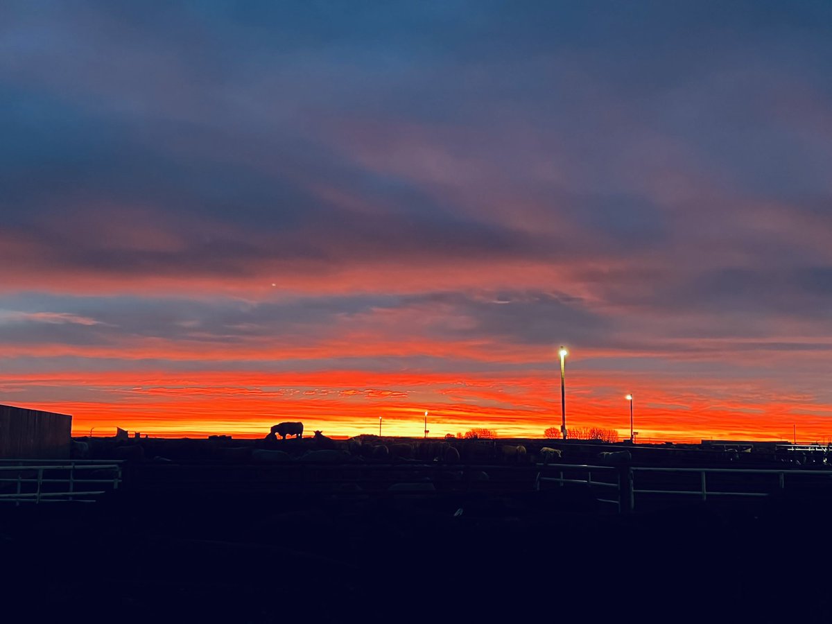 LeightonKolk's tweet photo. Not sure if the wind that comes with these sunrises is appreciated near as much as the beauty of the sky. It looked like the neighbourโs trees were on fire this am. #goodmorningSA #excitedbythecrackofdawn https://t.co/uKrySEg8ad