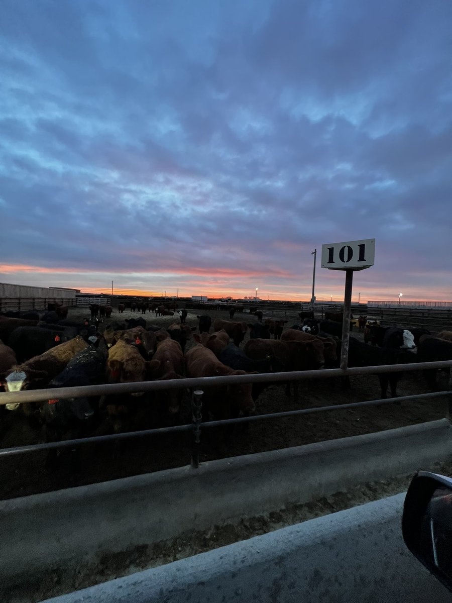 LeightonKolk's tweet photo. Not sure if the wind that comes with these sunrises is appreciated near as much as the beauty of the sky. It looked like the neighbourโs trees were on fire this am. #goodmorningSA #excitedbythecrackofdawn https://t.co/uKrySEg8ad