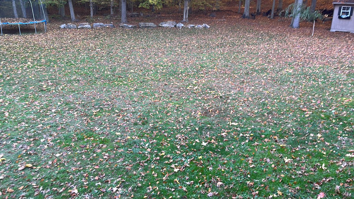 IslanderNation's tweet photo. @TheFortressTurf Gonna take awhile to get all the leaves up on Saturday and it doesnβt even look like anything has even fallen from the trees yet! #FallTwitter https://t.co/8nhzwKZTWE