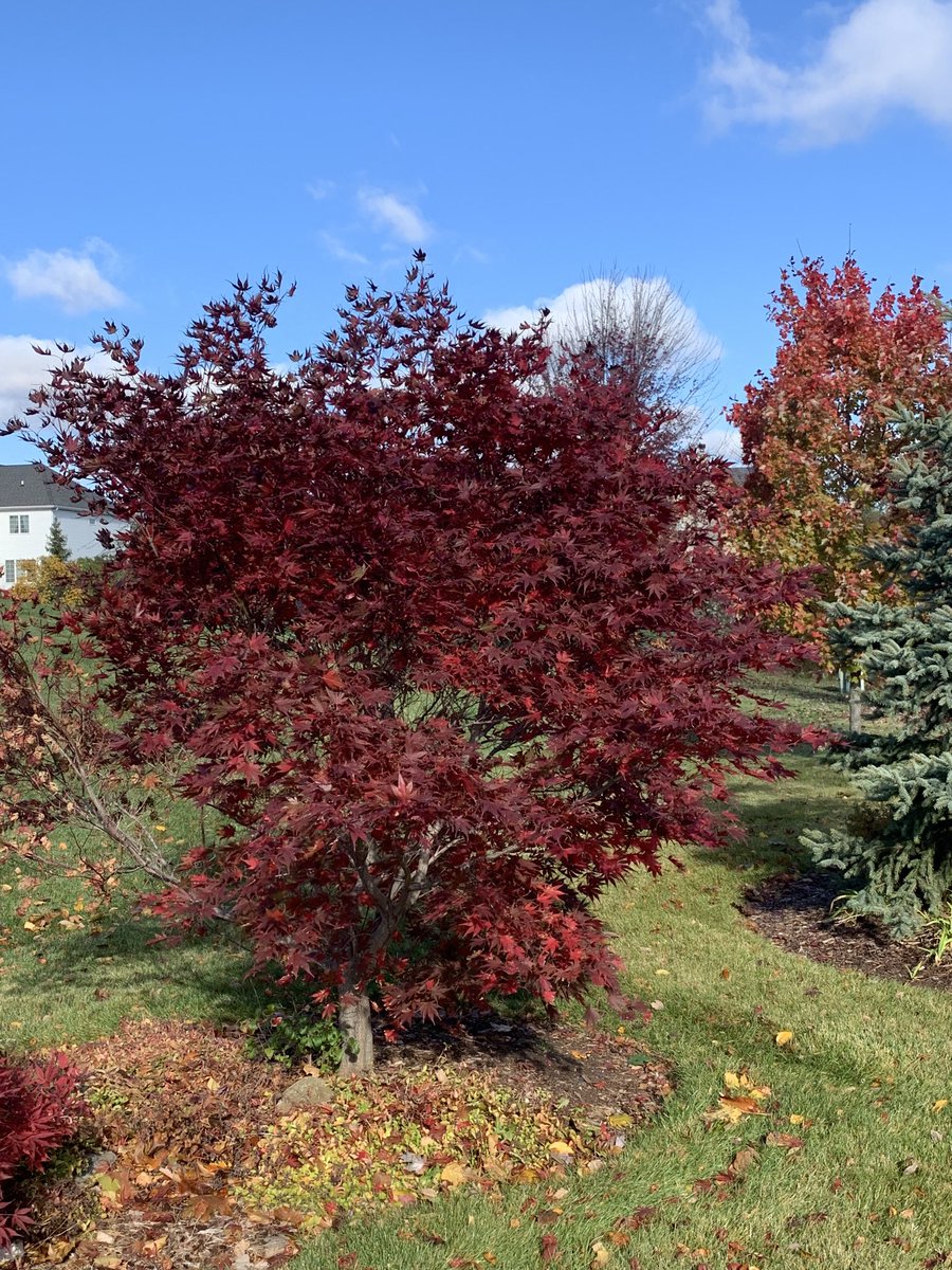 CLieneck's tweet photo. Love fall in the Midwest. These are in our yard. https://t.co/TGXNEf4pHd