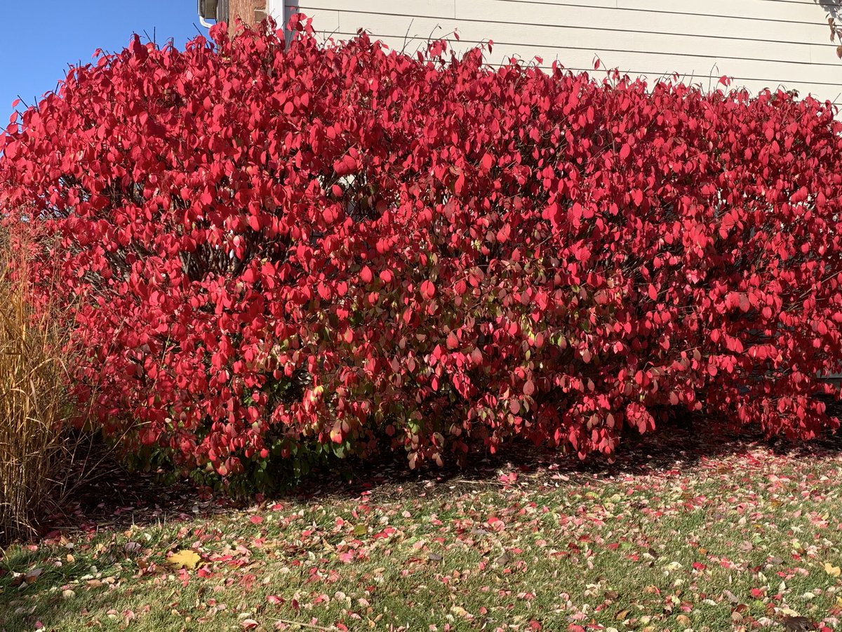 Love fall in the Midwest. These are in our yard.