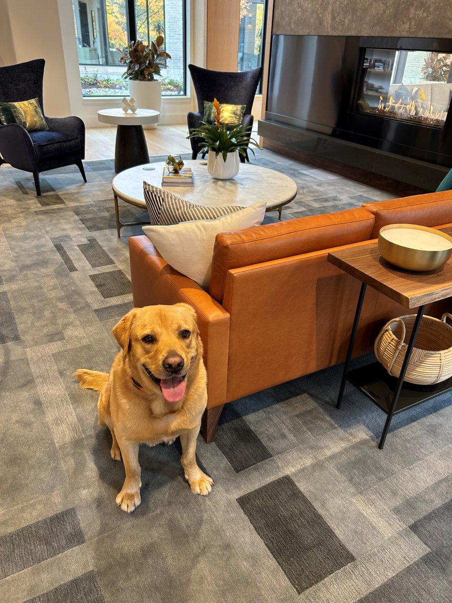 WaterstoneLex's tweet image. It's true! Waterstone of Lexington is looking more "fetching" each and every day. Take a look at one one our four-legged friends, Stout, who visited the community for the very first time! 😀