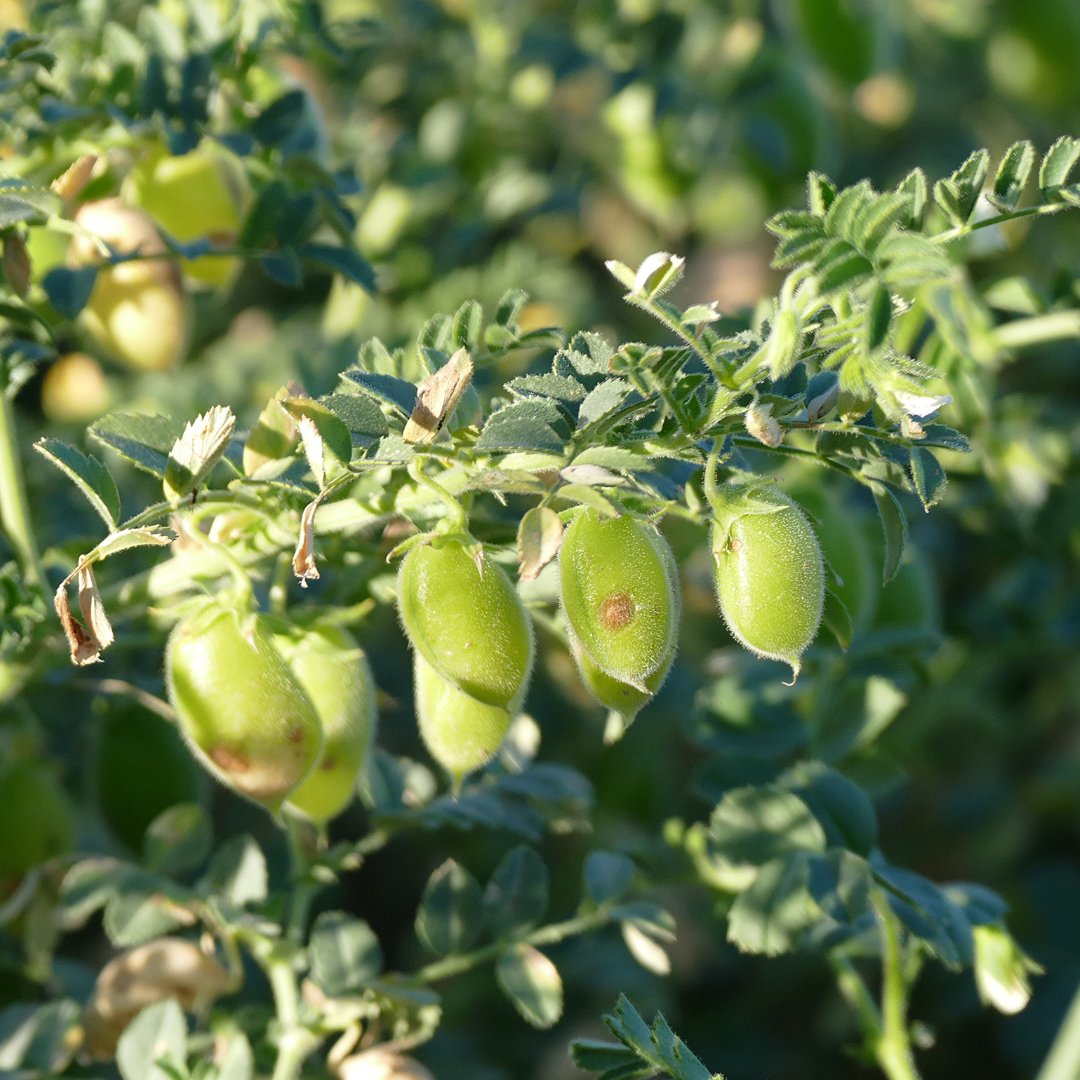 Chickpeas for the planet! 👏   <a href="/EatBanza/">Banza</a>, the maker of chickpea-based comfort foods, just announced its participation in the Soil Carbon Initiative (SCI) program to help transform soil health. Thank you for joining the movement, Banza!