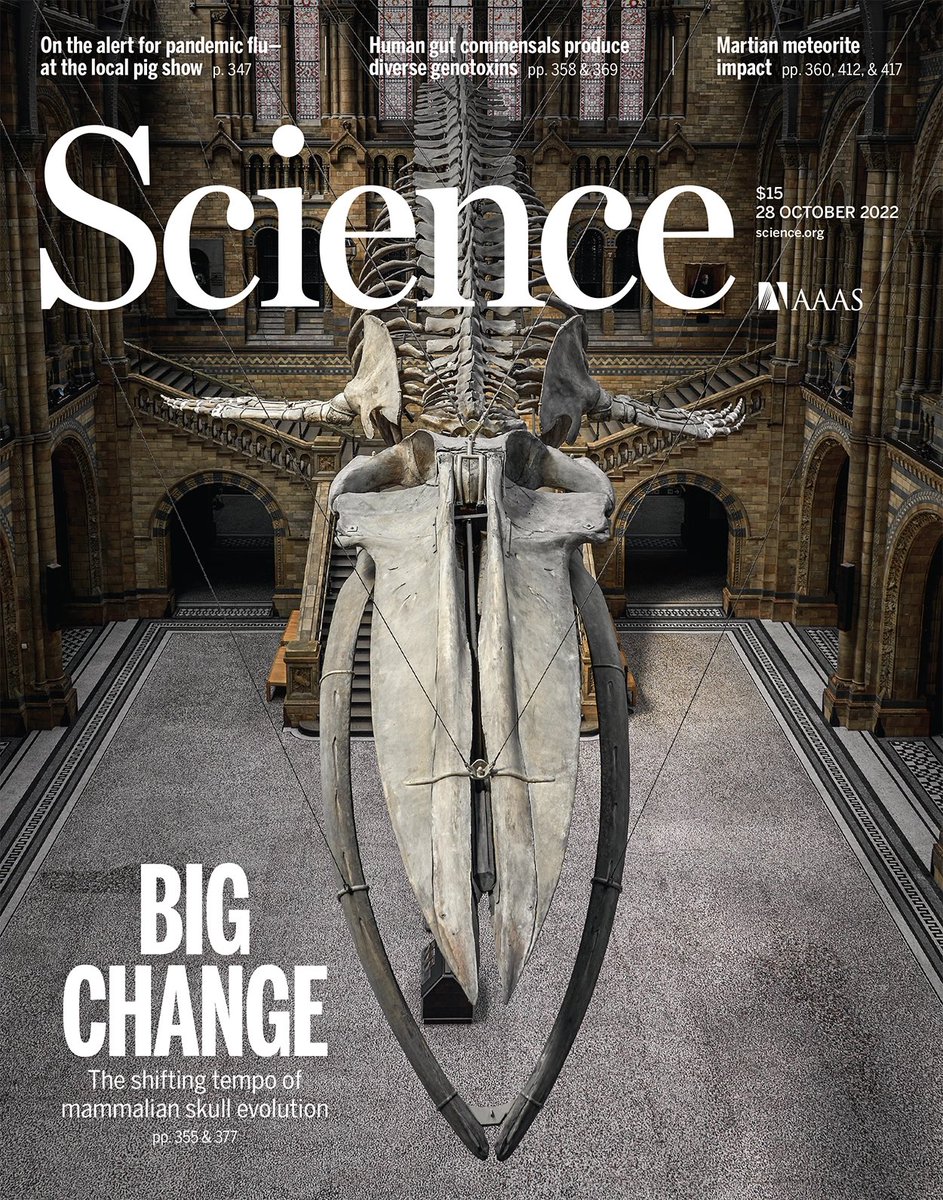 Prof. Anjali Goswami (@anjgoswami) on Twitter photo Ecstatic to share our new paper on skull evolution in placental mammals, highlighted on the cover of <a href="/ScienceMagazine/">Science Magazine</a>! With a 3d dataset spanning the Cenozoic, we describe a new model of attenuated evolution & identify traits associated w/fast evolution science.org/doi/10.1126/sc… 1/ Ecstatic to share our new paper on skull evolution in placental mammals, highlighted on the cover of <a href="/ScienceMagazine/">Science Magazine</a>! With a 3d dataset spanning the Cenozoic, we describe a new model of attenuated evolution & identify traits associated w/fast evolution science.org/doi/10.1126/sc… 1/