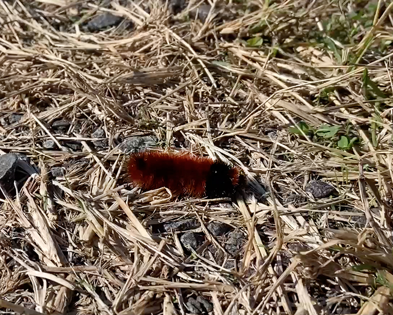 OurBigAdventure's tweet photo. The Woolly Bears are predicting a mild winter!  I've seen so many with lots of brown and they were all crawling north!  I really hope th... https://t.co/kS5HmCeoPT