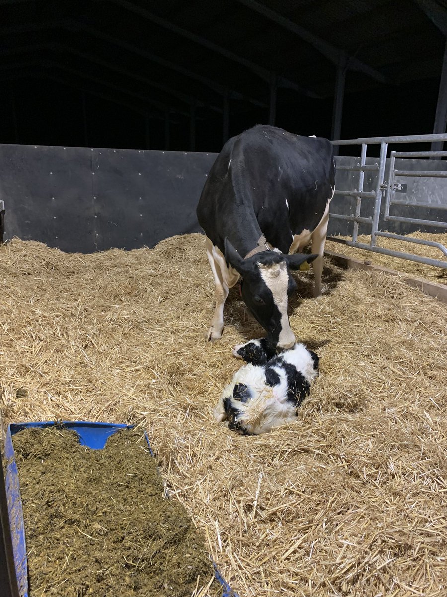 Calved at 8.30pm, 40L warm water with Reviva, pain relief, calf navel dipped, Milker TMR fed, cow milked and 4L tubed to calf. 9.30pm mum and baby left to curl up for the night. Hopefully the best start for these two ladies and an easier life for us.