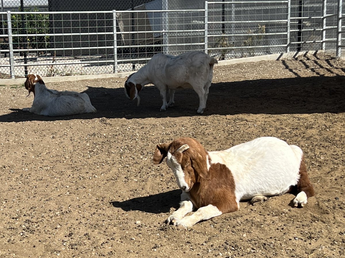 Kim Idio tweet media