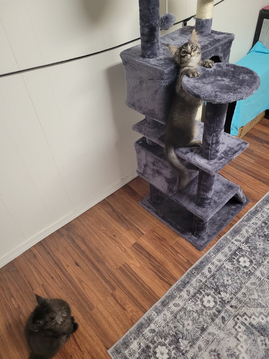 MicroPhoenix tweet media