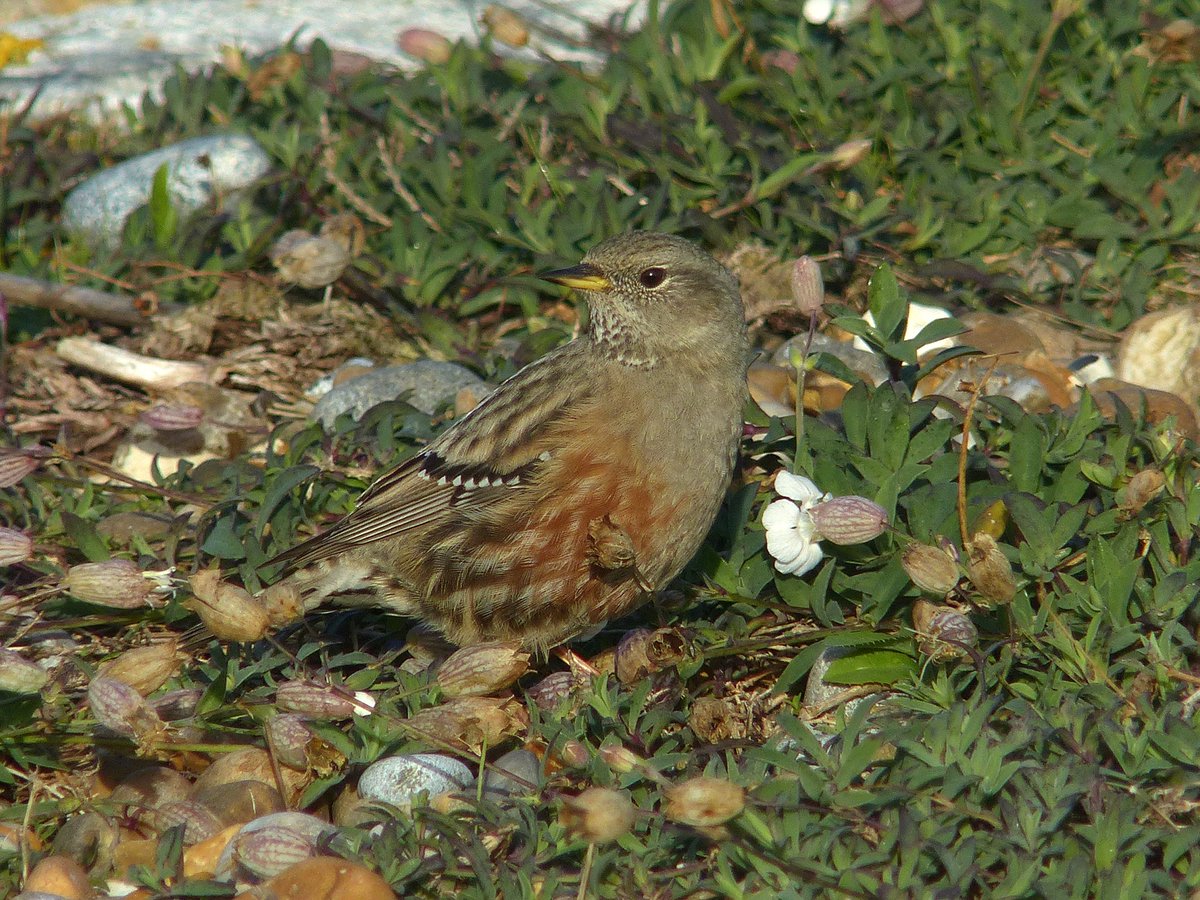 Alpine Accentor at Slaughdon, Aldeburgh showing rather well this afternoon. Good to see many familiar faces there as well