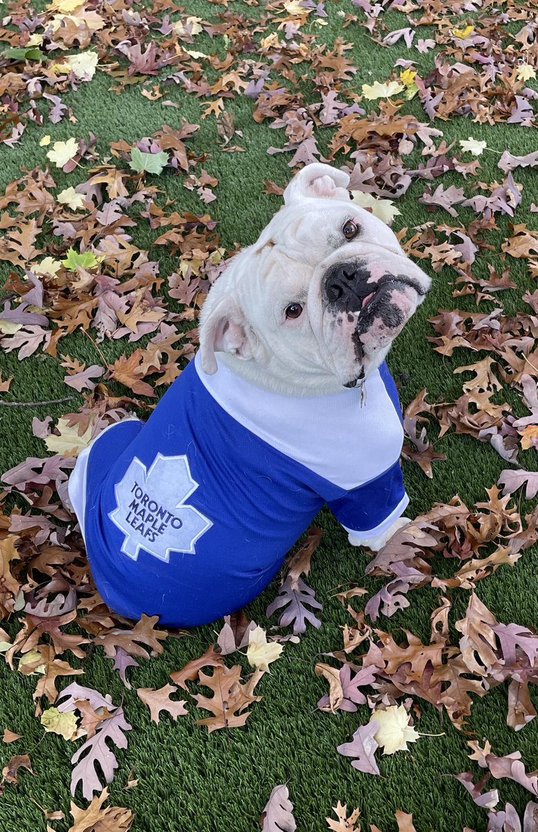 My good friend Susan says you can’t look at a picture of her pooch Levi in his “shapewear-fitting jersey” without feeling a bit better about life.