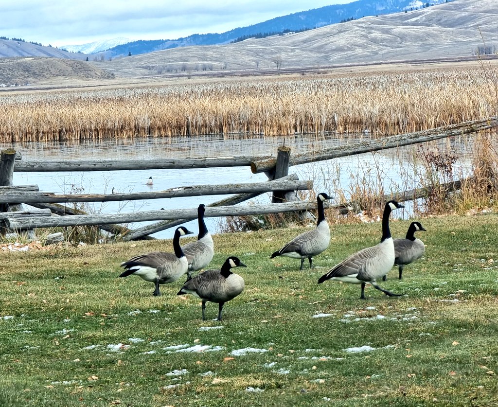 Pulled over today to take a look at these Moffitt's Canada geese (or Great Basin CG). Native to the western interior of North America surrounding the Rocky Mountains