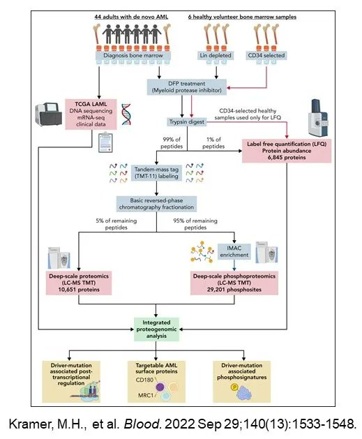 In a study funded by @theNCI, researchers @WUSTL developed a deep-scale #proteome and phosphoproteome database of #acutemyeloidleukemia that revealed post-transcriptionally regulated proteins associated with cancer-initiating events @BloodJournal bit.ly/3yWMGDR.