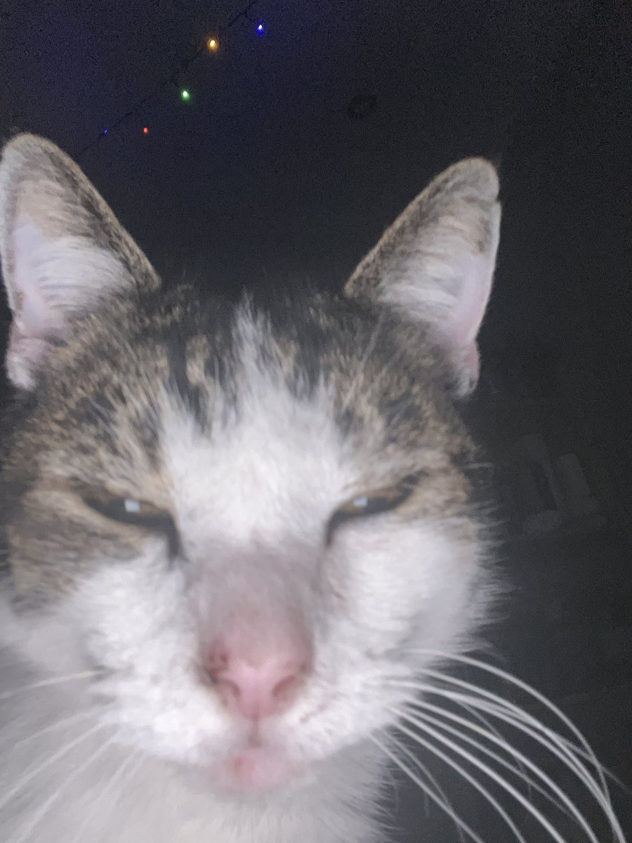 MaudtainMama's tweet photo. BROOO DIR US MIJN KAT https://t.co/P686oi9M4k