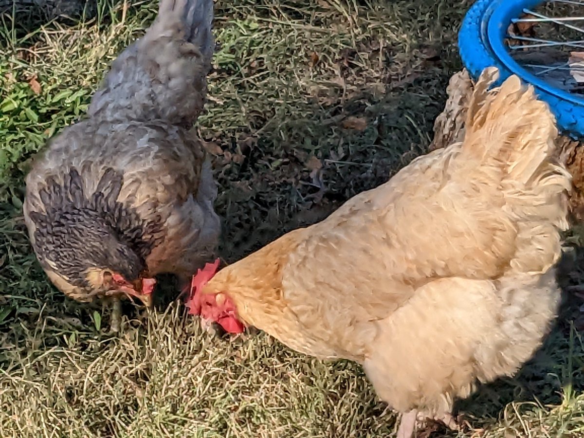 Jessica Wilson tweet media