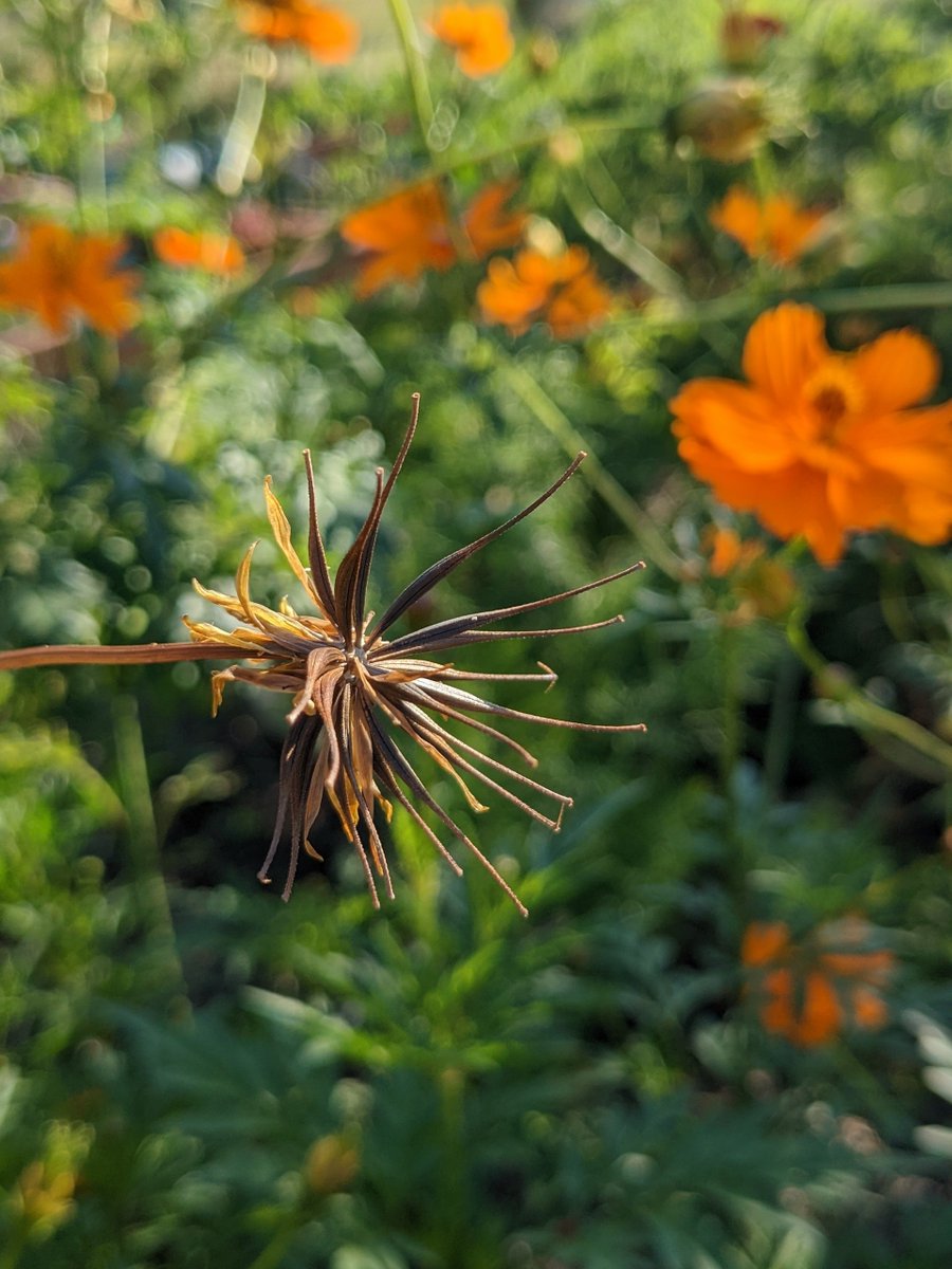 'Art is born of the observation & investigation of nature.' ~Cicero @Govalle_Roadies @AustinISDGreen @AustinISD_STEM @AISD_SEL_CPI @AISDHumanities @AISDArts @cinca_atx @ChildrenNature @ofeliaforaisd @aratisingh @Noelita4AISD @LYNNforAISD @NatureCityATX @Special_Ed_AISD